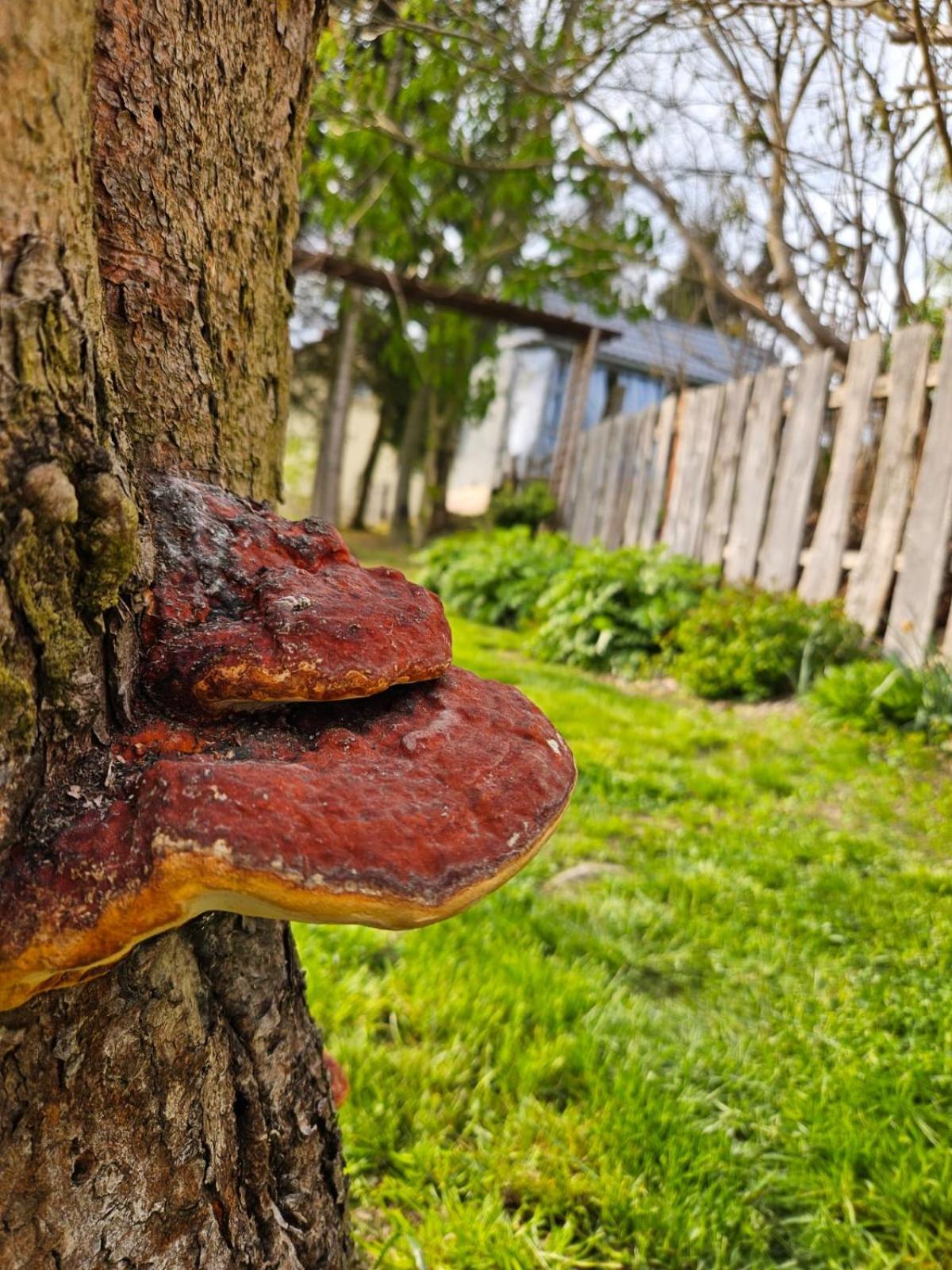 Domek Na Korcie Lubomierz  Luaran gambar